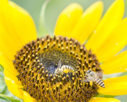 bees pollinating