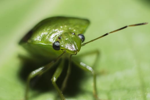 close up of a stink bug