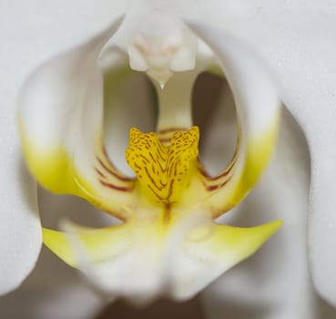 stem of an orchid







column, orchid, yellow, fairy, human shape, pedal, lip, white, orange, red