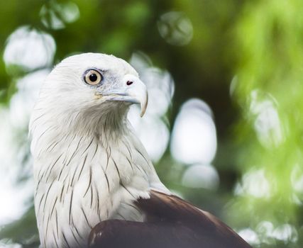 a falcon staring to the right