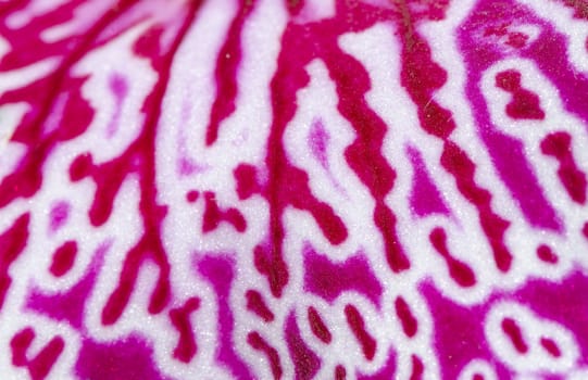 patterns of a lip of a orchid