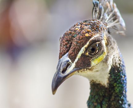 closeup of a peacock