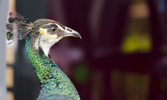closeup of a peacock