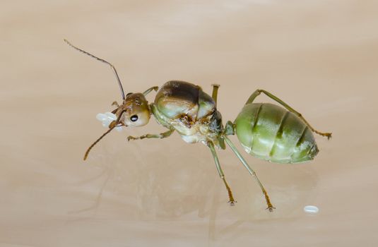 queen ant defending her eggs