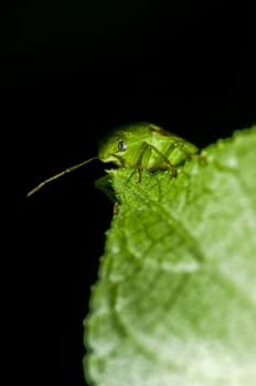 stink bug