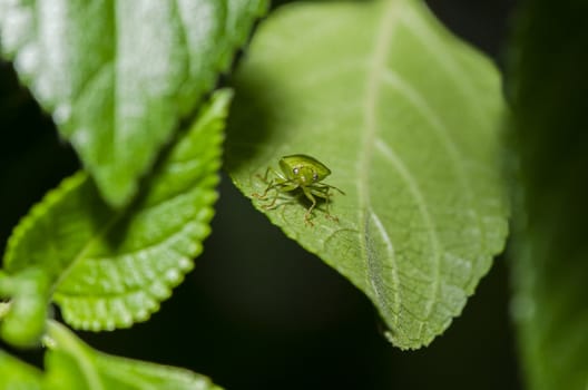 stink bug