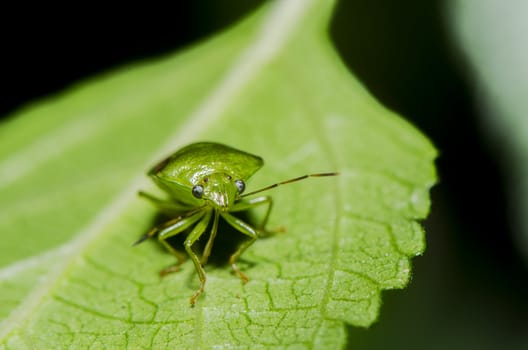 stink bug