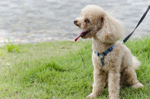 poodle with owner