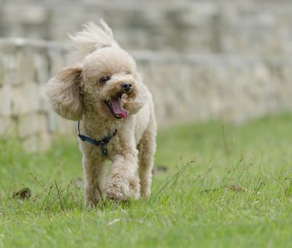 poodle with owner