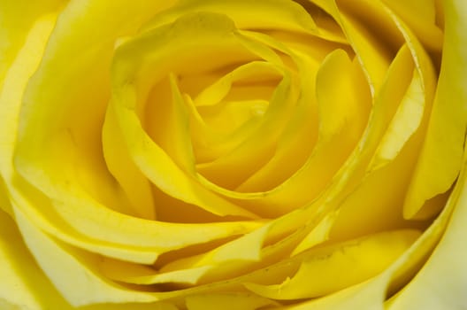 closeup of a rose