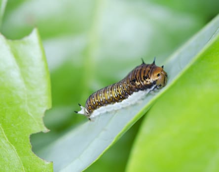 caterpillar