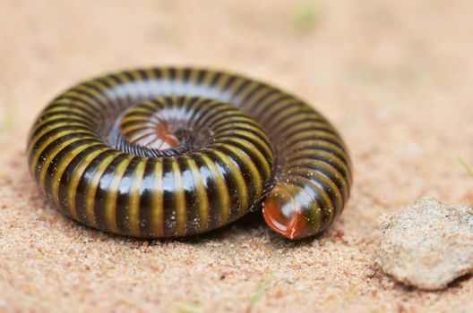 millipede