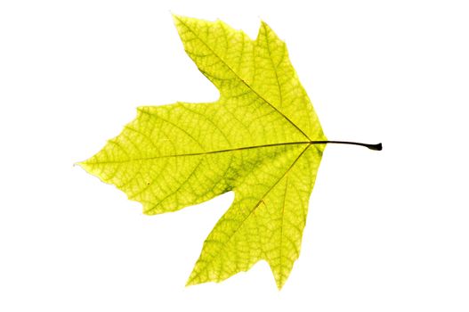 Lonely leaf of a plane tree, isolated on a white background.