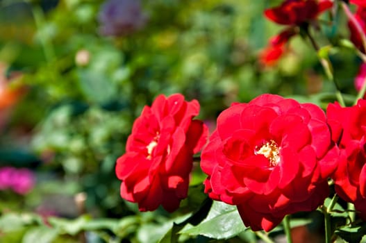 Floral background - Red rose europiana