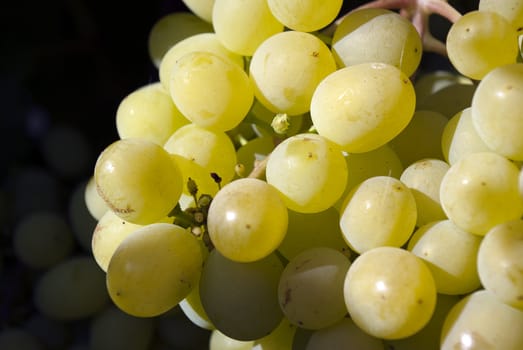 the bunch of ripe juicy white grapes