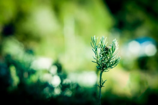 Green plant growing from soil on ground