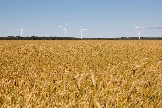 cornfield with wind generators in the background