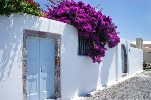 Santorini street with flowers  