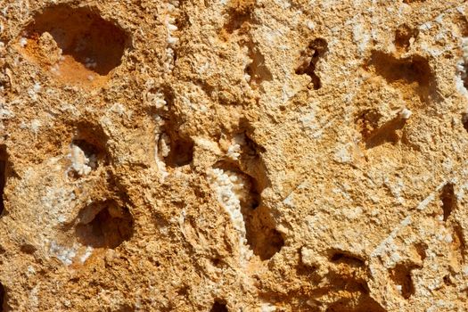 Macro slice of hollow limestone with tiny details as a texture