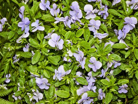 wet wild violet with green leaves