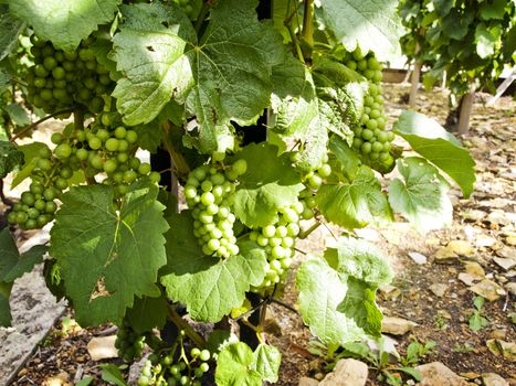 grape at sunny day