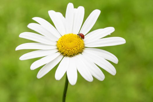 ladybug on a marguerite or common daisy petal