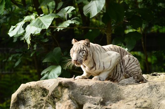 white bengal tiger in chiang mai night safari