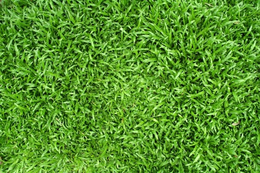 green grass