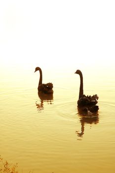 swan in the lake