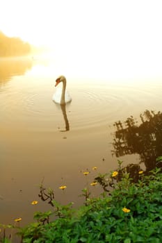 swan in the lake