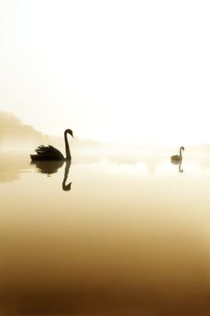 swan in the lake