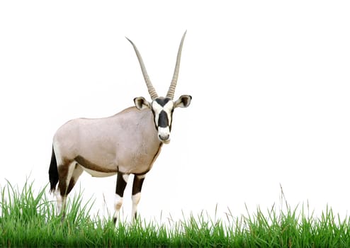 oryx with green grass isolated