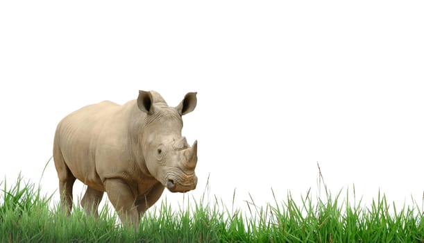 rhainoceros with green grass isolated