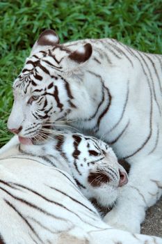 white bengal tiger