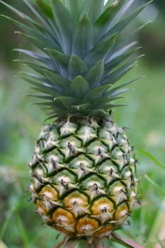 Pineapple