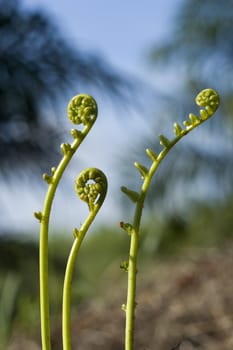 Fiddle Head Fern