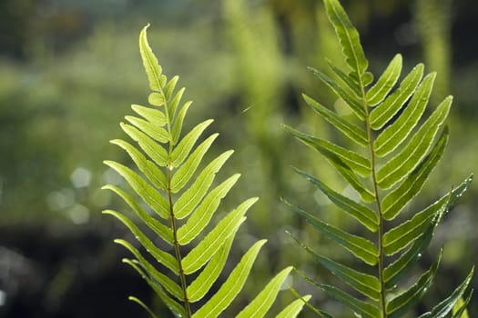Leaf of a Fern