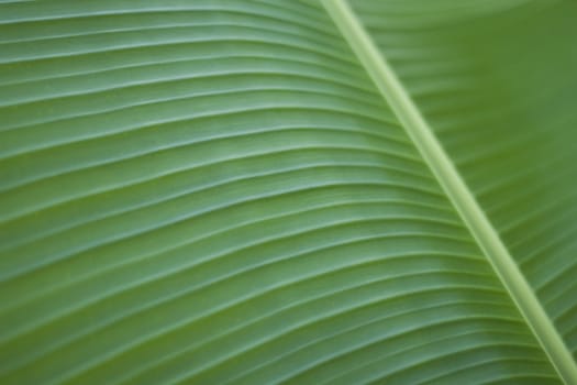 Banana Leaf
