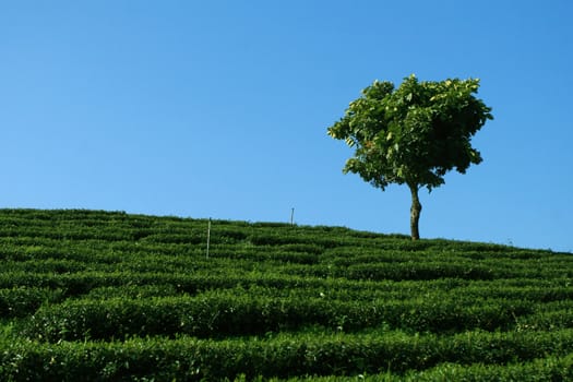 Lonely Tree in tea plantation