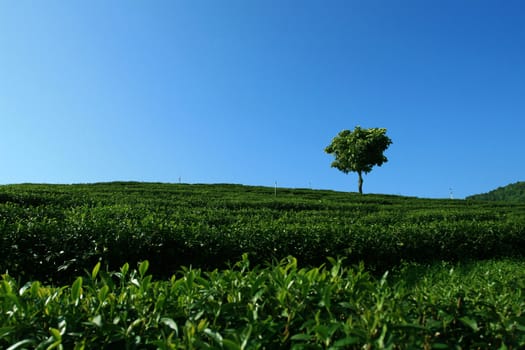 Lonely Tree in tea plantation