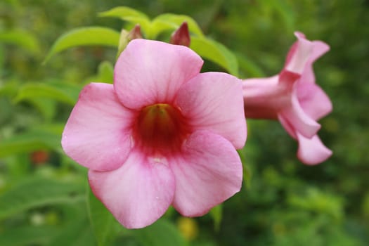 Allamanda Flowers