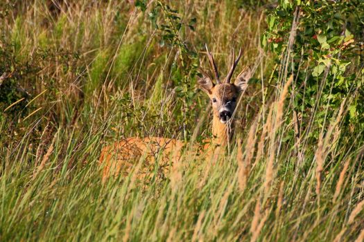 beautiful wild roe deer buck in the big grass