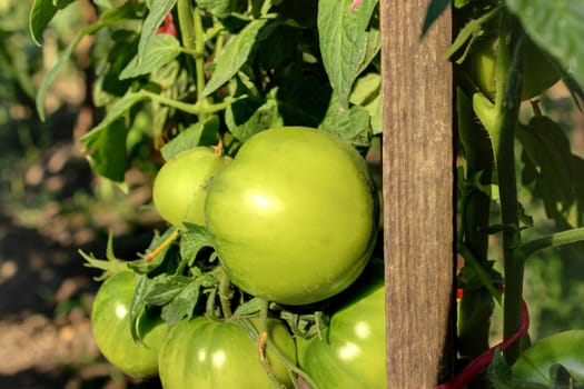 green tomatoes in the garden in july