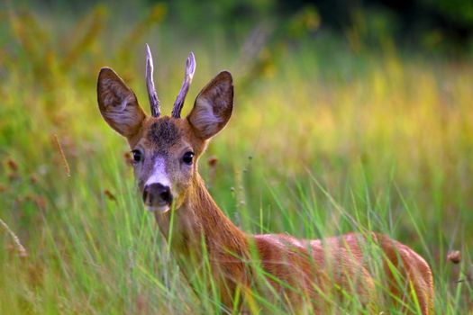 young roe deer buck coming at a gamecall