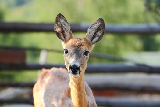 young roe deer doe looking at the camera