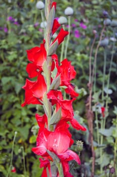 red gladiolus blossoms in summer  garden