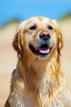Nice specimen of dog of the race Golden Retriever