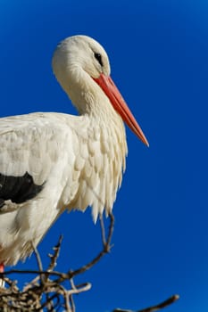 Beautiful white stork