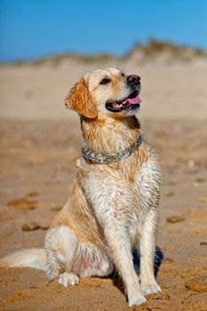 Nice specimen of dog of the race Golden Retriever