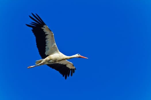 Beautiful white stork